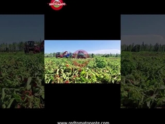 กระบวนการผลิตพาสต้าทอมาต้ากลองซินเจียง: จากการเก็บเกี่ยวจนถึงการเก็บกล่อง